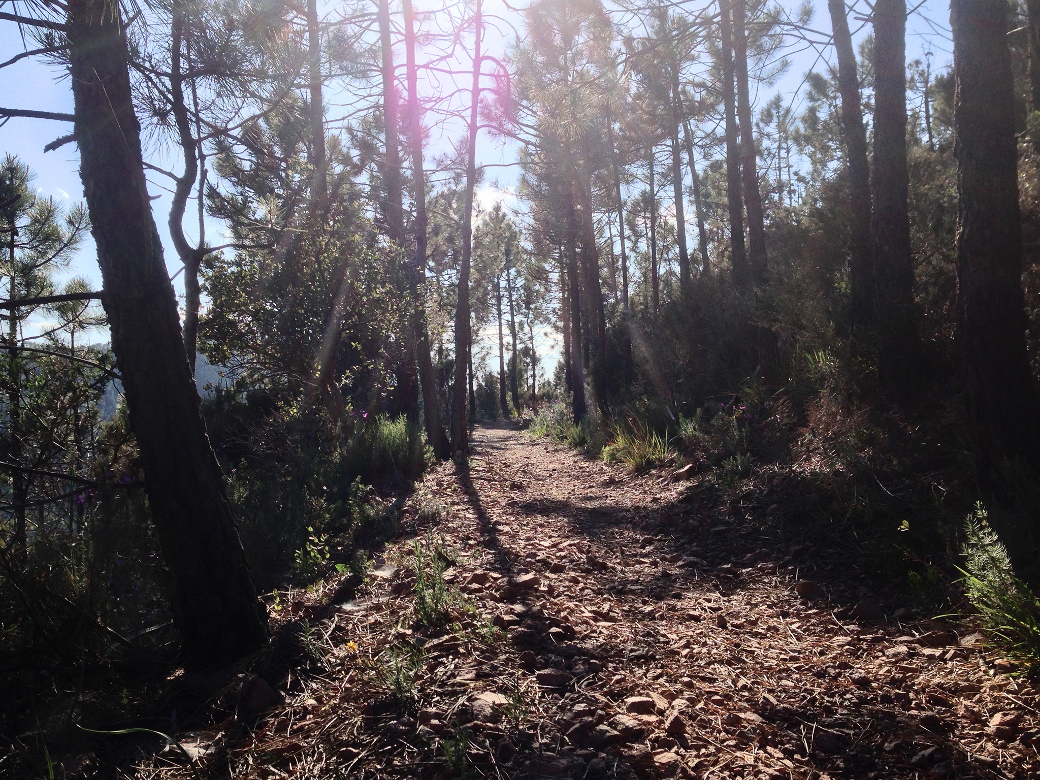 Radfahren im Massif de l'Esterel, Cote d'Azur, Pic de l'Ours, Mountainbike, Rennrad