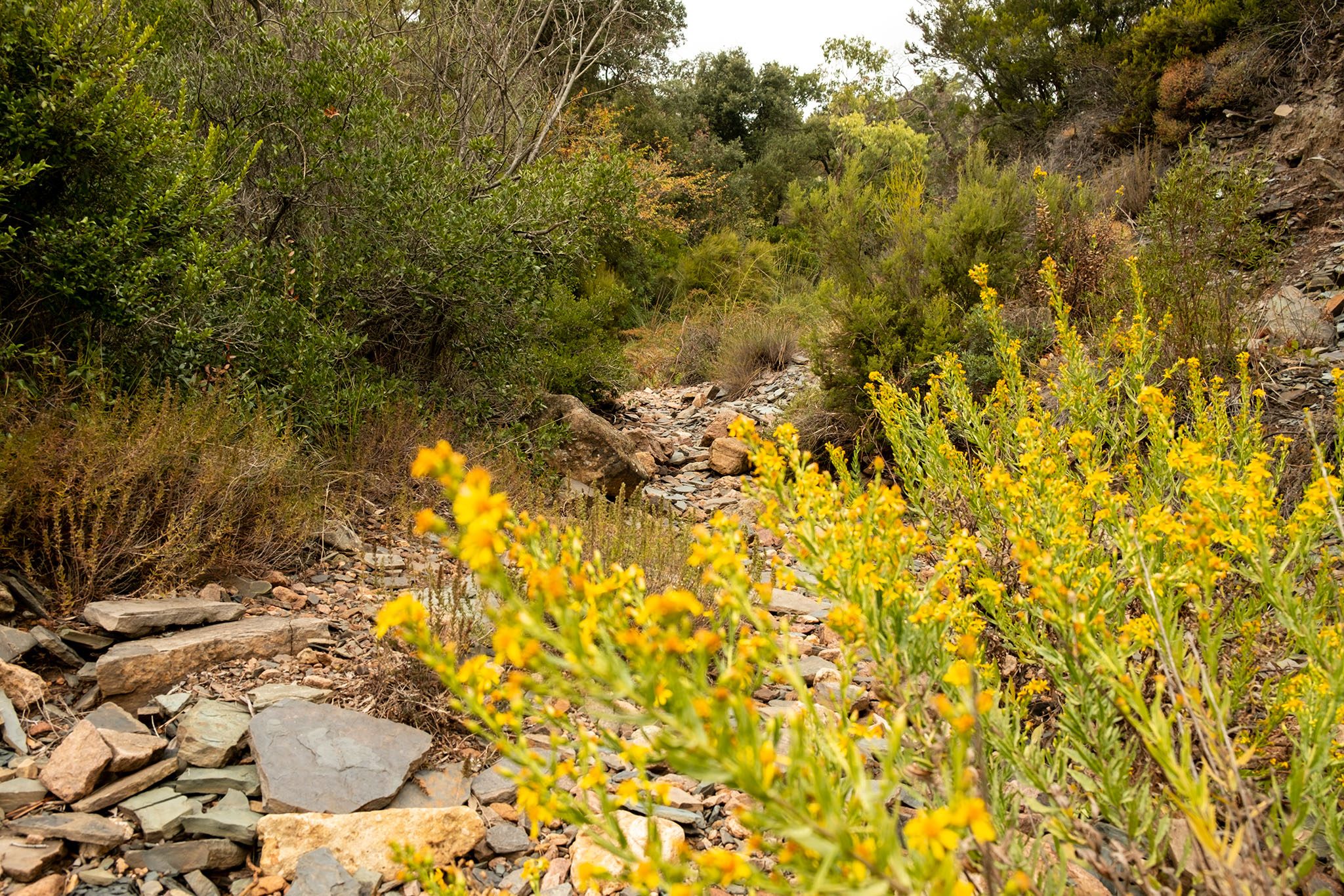 die schöne Vegetation lädt zum Verweilen ein