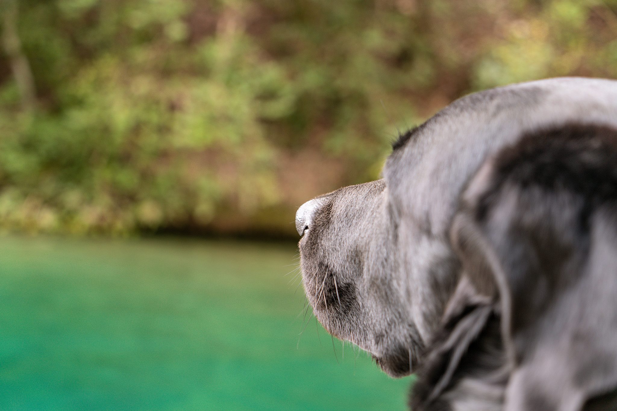 Der Hund genießt die Bootstour und den Ausblick